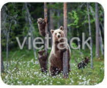 Tiết 5 - 6 trang 136 - 137