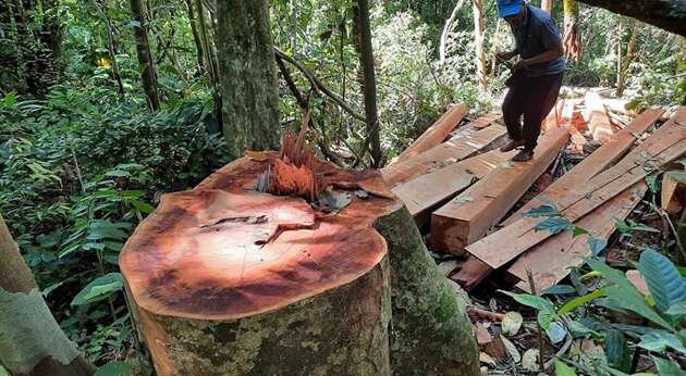 TOP 20 bài Trình bày ý kiến về vụ phá rừng phòng hộ 2024 SIÊU HAY (ảnh 2)