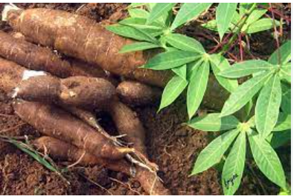 TOP 10 mẫu Đoạn văn tả một bộ phận của cây mà em đã quan sát (2024) SIÊU HAY (ảnh 1)