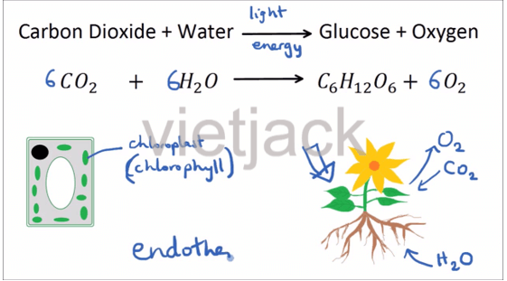 Soạn bài Sinh vật trên Trái Đất được hình thành như thế nào - Kết nối tri thức | Hay nhất Ngữ văn lớp 6