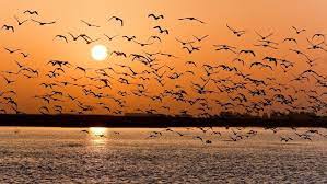 TOP 10 bài Văn bản thuyết minh giải thích hiện tượng biến động trong cuộc sống của muôn loài 2023 SIÊU HAY (ảnh 1)