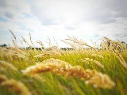 TOP 10 bài Tập làm một bài thơ tự do Thiên nhiên 2023 SIÊU HAY (ảnh 2)