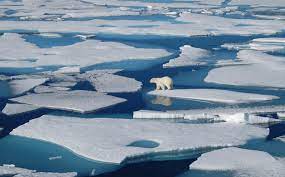 TOP 10 bài Văn bản thuyết minh giải thích hiện tượng biến động trong cuộc sống của muôn loài 2023 SIÊU HAY (ảnh 4)