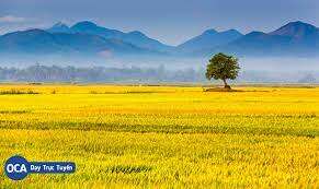 TOP 10 bài Bài thuyết minh giới thiệu cuốn sách yêu thích về đề tài Cánh đồng 2023 SIÊU HAY (ảnh 2)