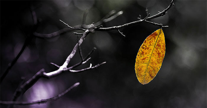 Top 14 bài Phân tích truyện ngắn Chiếc lá cuối cùng hay nhất (ảnh 1)