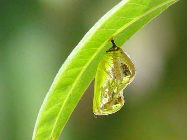 Bài tập cuối tuần Tiếng Việt lớp 5 Kết nối tri thức Tuần 11 (ảnh 1)